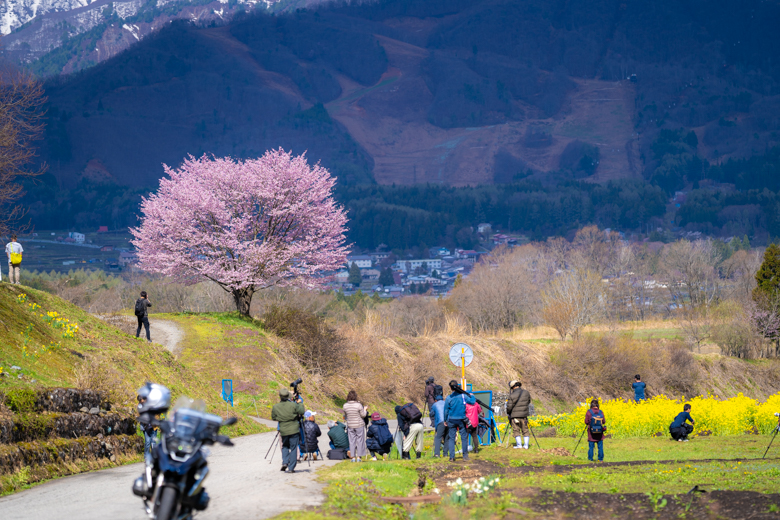 野平の一本桜