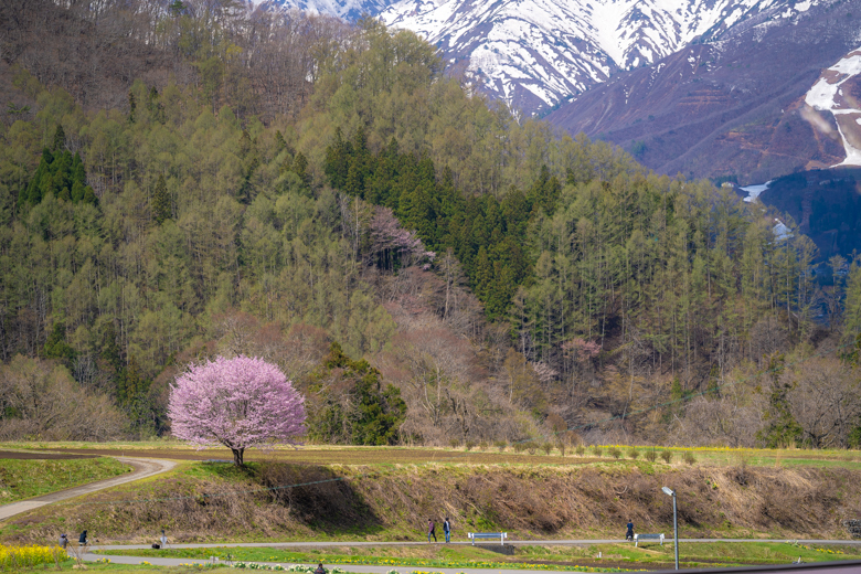 野平の一本桜