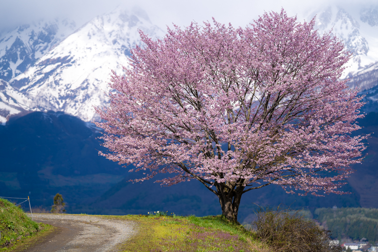 白馬村 野平の一本桜