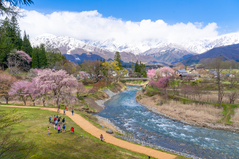 白馬村 大出の吊橋の桜