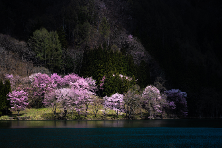 中綱湖の桜