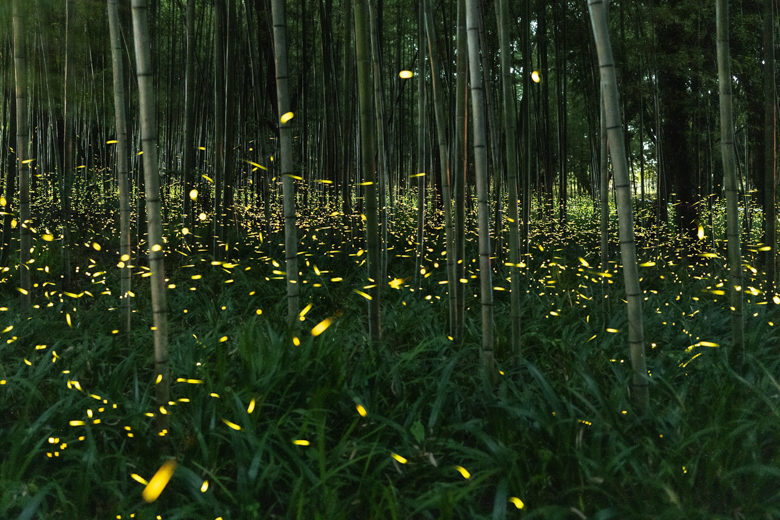 竹林のヒメボタル