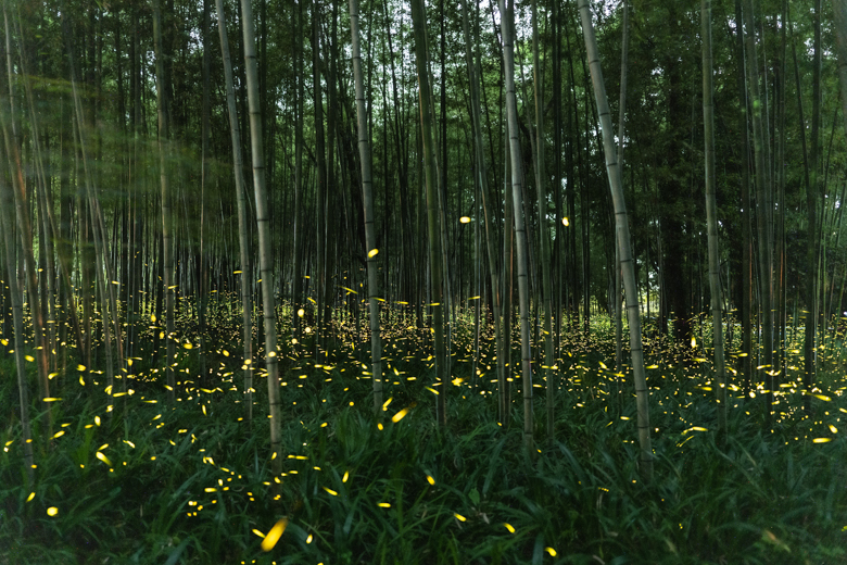 竹林のヒメボタル